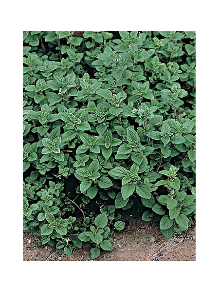 Origano(Origanum)-zelišča v lončku 10,5 cm